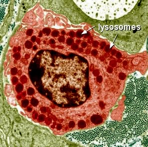 Cytoplasm, organelles golgi lysosomes - by Moose and Doc